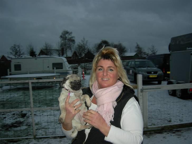 Mops Emma billede 14