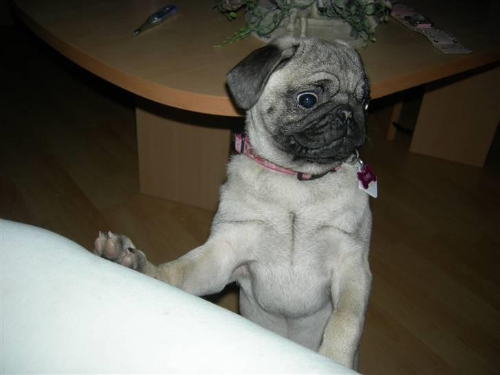 Mops Emma billede 15