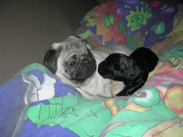 Mops Emma - Emma med en af daisy`s hvalpe. billede 16