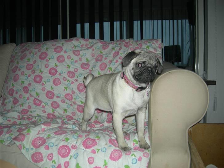 Mops Emma - Kan se alle daisy`s hvalpe. billede 17