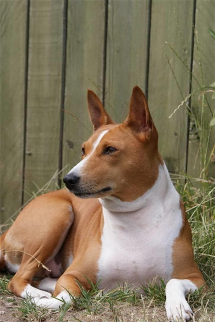 Basenji Fanta billede 1
