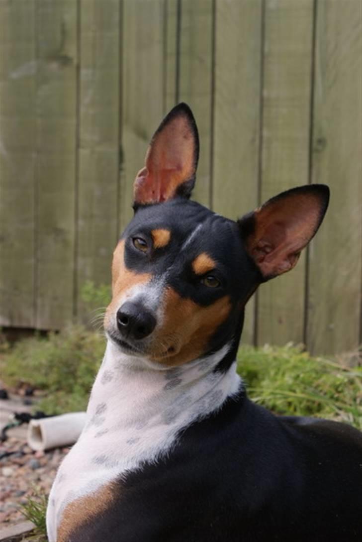 Basenji Fanta billede 12