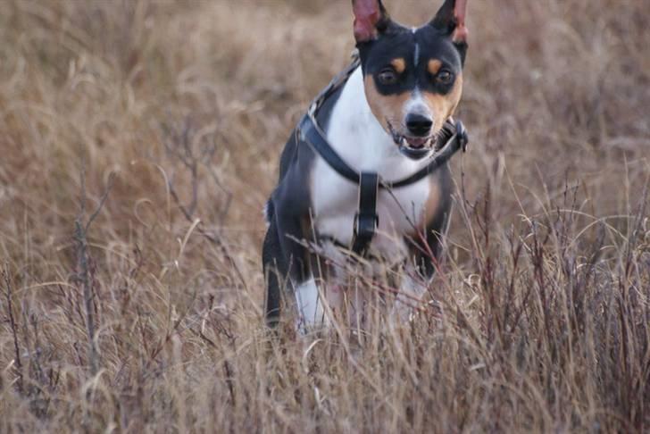 Basenji Fanta billede 13