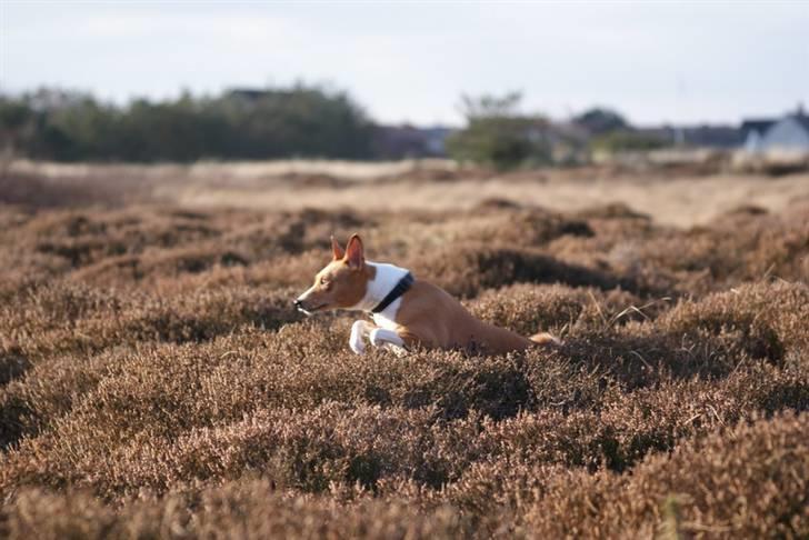 Basenji Fanta billede 14