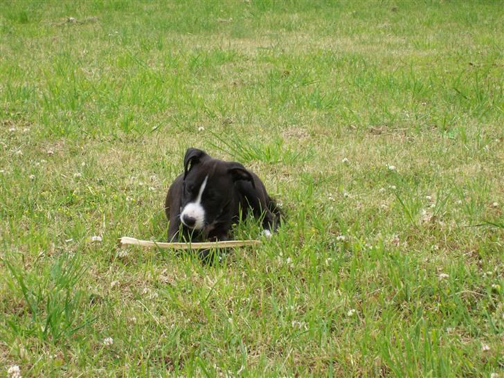 Amerikansk staffordshire terrier Camí billede 14