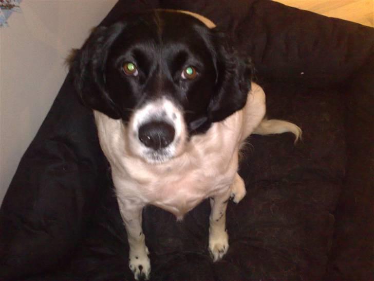 Blanding af racer Mille *En del af hjertet* billede 1