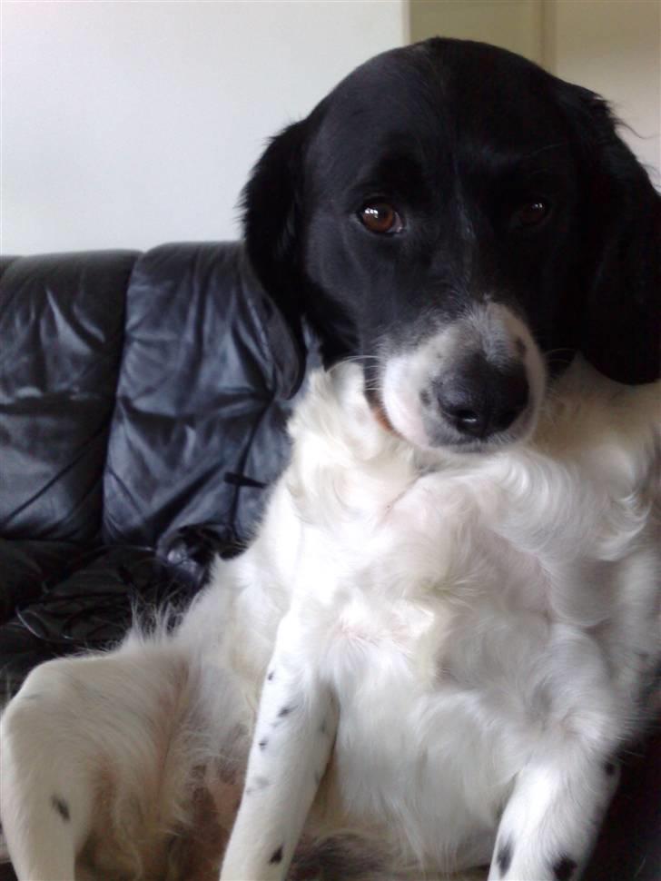 Blanding af racer Mille *En del af hjertet* billede 2