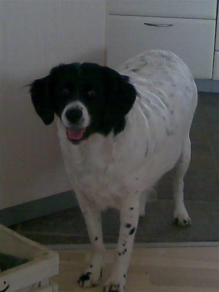 Blanding af racer Mille *En del af hjertet* billede 3