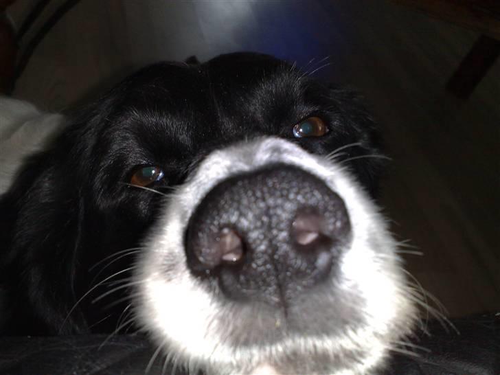 Blanding af racer Mille *En del af hjertet* billede 5