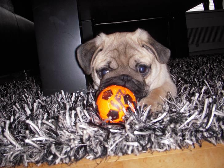 Mops Mops - mops med bold billede 1