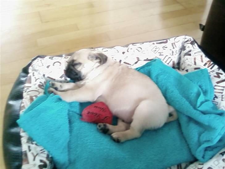 Mops Mops - mops 9 uger gammel da vi fik ham billede 2