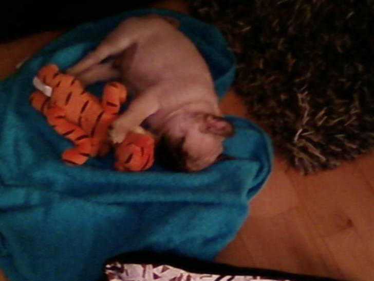 Mops Mops - mops 9 uger gammel med tigerdyr billede 3