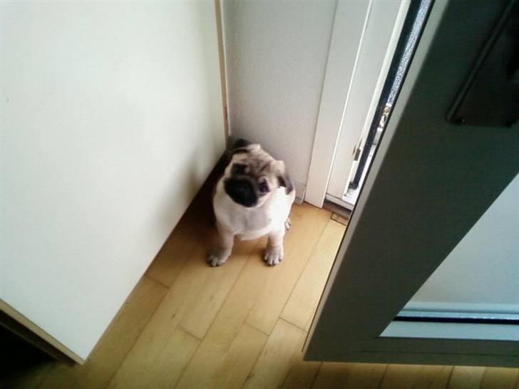 Mops Mops billede 4