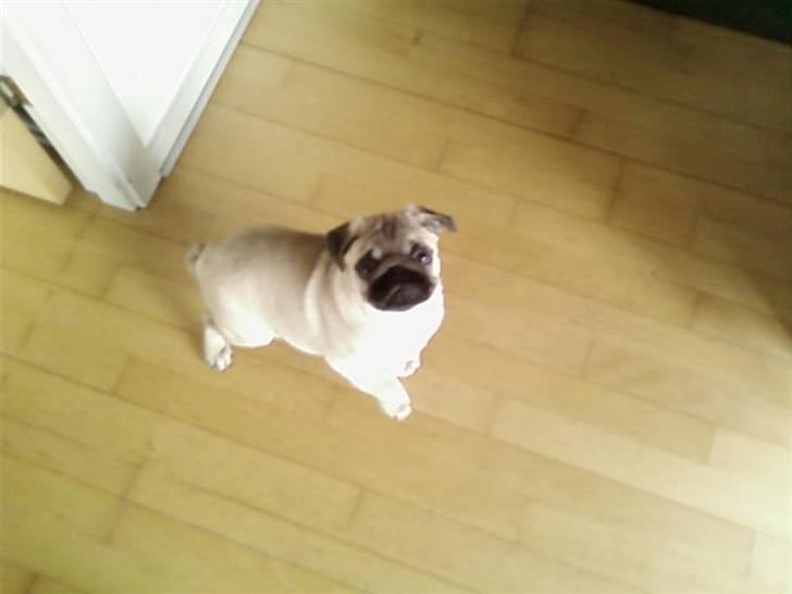 Mops Mops billede 6