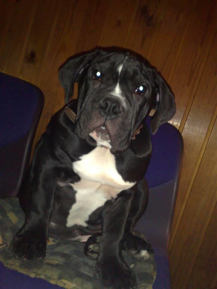 Olde victorian bulldogge Virup´s Gates (aka Bøf) billede 13