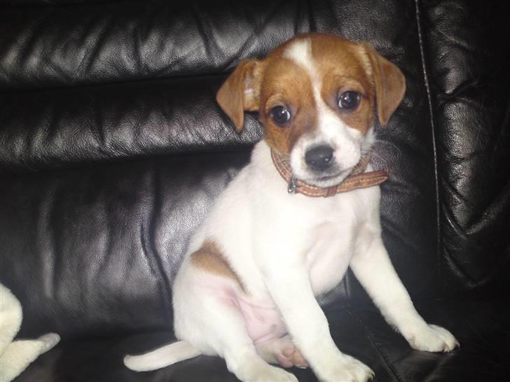 Dansk svensk gaardhund fie solgt - se lige hvorpænt jeg kan sidde (første dag hos min nye far) billede 1