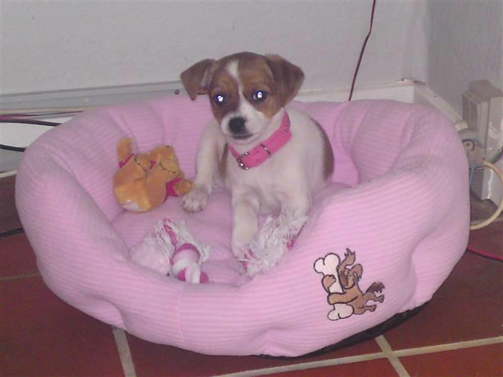 Dansk svensk gaardhund fie solgt - Jeg har fået en flot kurv af min far med en masse legetøj til :D billede 2