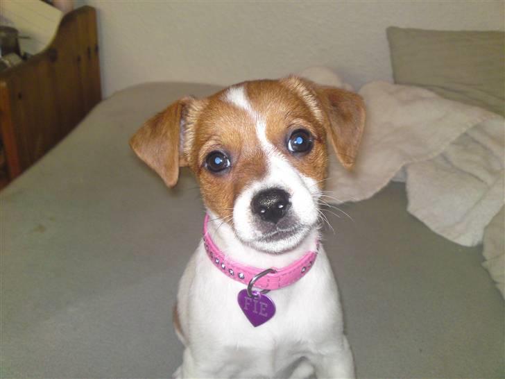 Dansk svensk gaardhund fie solgt - Det er mig og skal jeg selv sige det er jeg dejlig billede 3