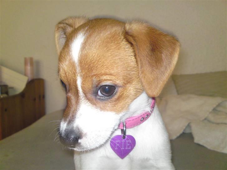 Dansk svensk gaardhund fie solgt - se hvor yndig jeg kan være (det er jo næsten ligesom prinsesse mary) billede 4