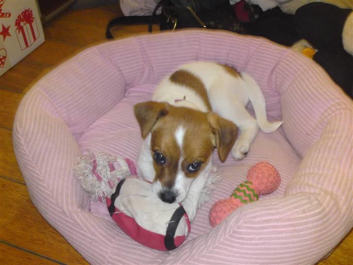 Dansk svensk gaardhund fie solgt - arg ingen skal komme og tage MIN boldt billede 5