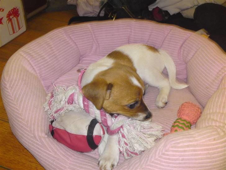 Dansk svensk gaardhund fie solgt - ja ja far nok ska du ha et billed men det er jo ikk sikkert jeg sys det sjovt at blive ved billede 6