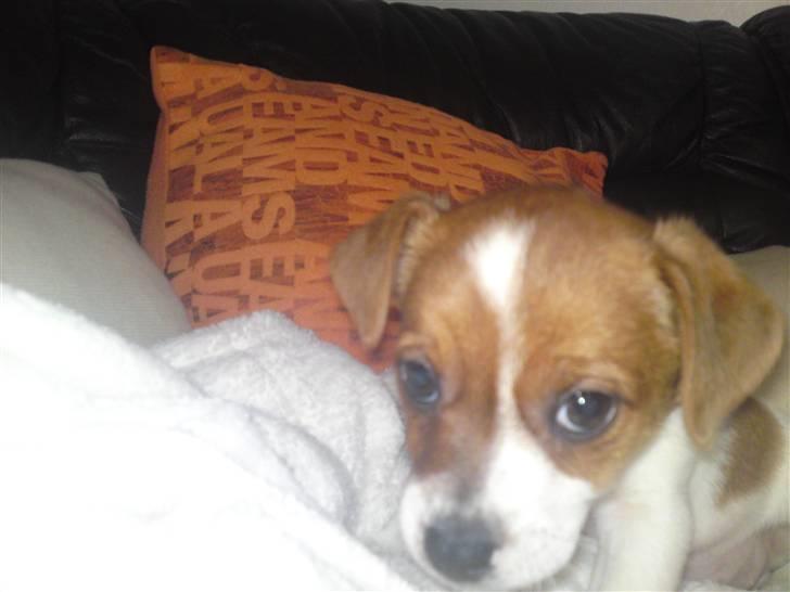 Dansk svensk gaardhund fie solgt - første dag hos min far så lidt bange er man jo når det hele er nyt billede 7