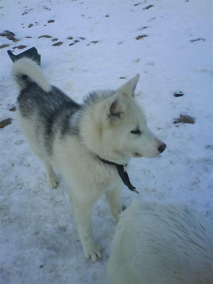 Grønlandshund Kamaja - Kamaja i hundegården i Kangerlussuaq billede 1