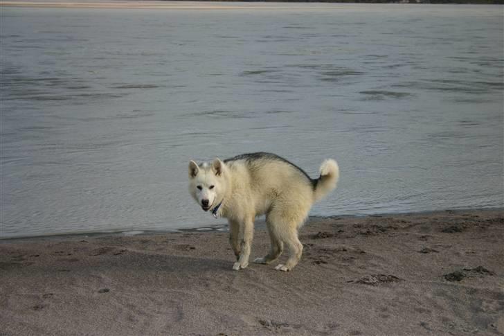 Grønlandshund Kamaja - Ude og bade i smeltevand fra Indlandsisen billede 2