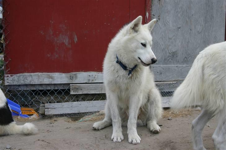 Grønlandshund Kamaja - Dejlig mæt :) billede 3