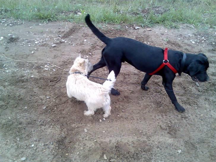 Labrador retriever Rolf - Mig og justie billede 13