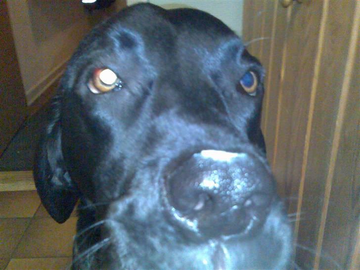 Labrador retriever Rolf - Er det en Nokia eller en sony ericson? billede 14