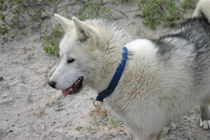 Grønlandshund Kamaja - Ude og gå tur ved elven billede 4