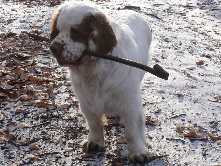Clumber spaniel Ismo - Tur i Hareskoven 1. februar 2009 billede 11