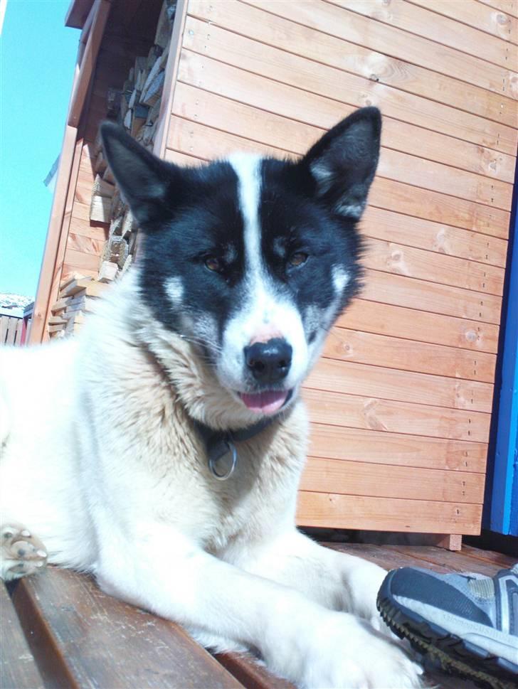 Grønlandshund Perruu - Hygge på terrassen en varm sommerdag billede 1