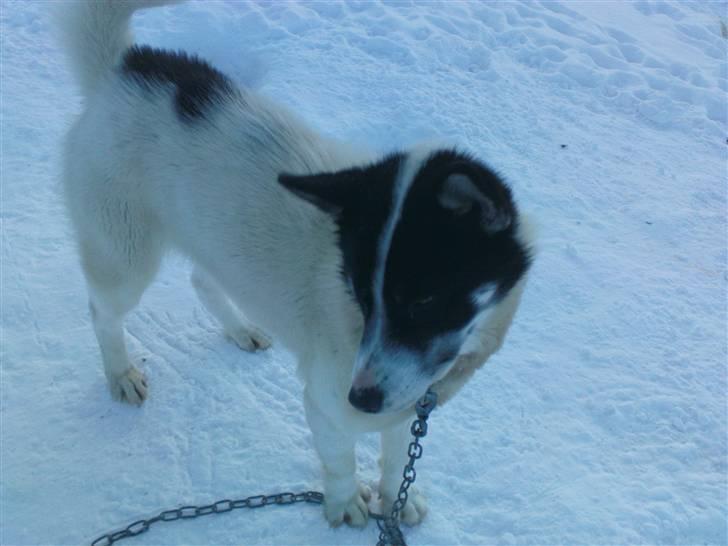 Grønlandshund Perruu - Vinter billede 2