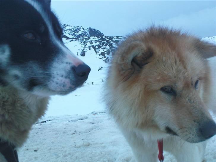 Grønlandshund Perruu - Perruu med sin mand, Qaama billede 3