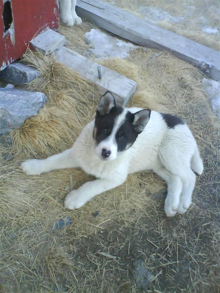 Grønlandshund Perruu - Perruu som hvalp billede 4