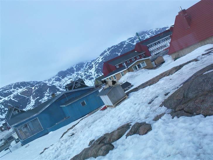 Grønlandshund Perruu - Perruu højgravid på sit hundehus  billede 5