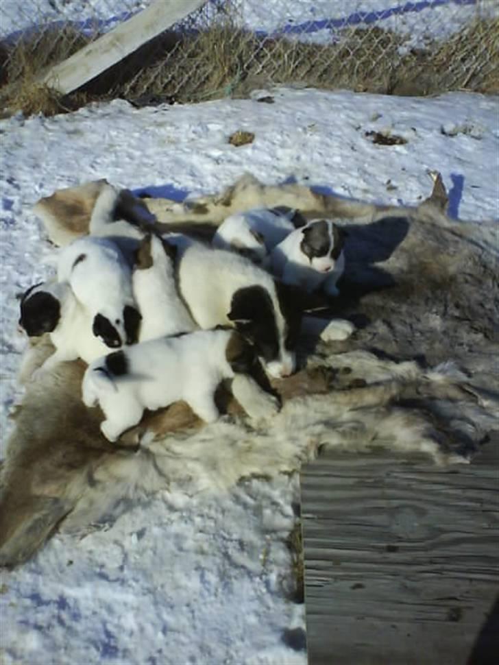 Grønlandshund Perruu billede 6