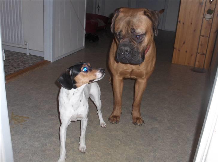 Dansk svensk gaardhund Mille - se min nye legekammerat, hun er lige så sød som hun er stor billede 14