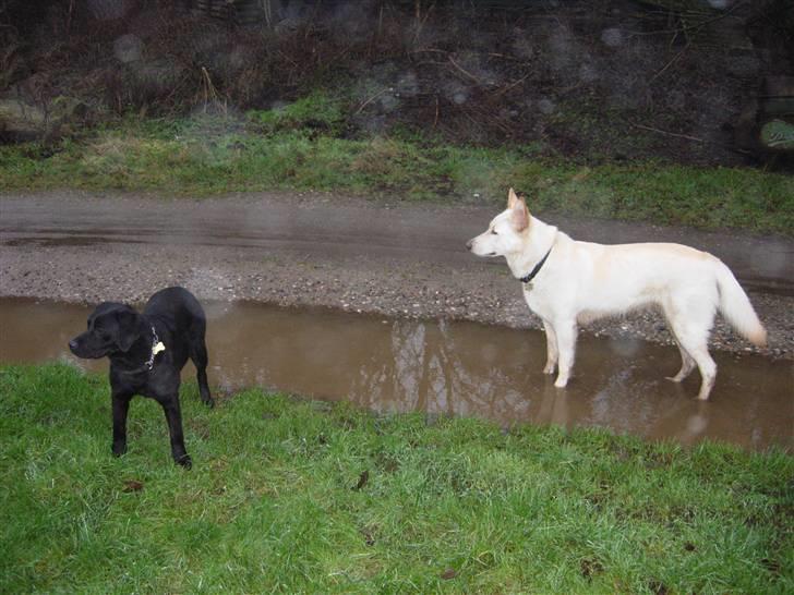 Hvid schæfer Dolly - Min gamle veninde Centa er død, så nu skal JEG lære den nye hund Zita hvor grænserne går herhjemme. billede 9