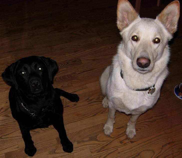 Hvid schæfer Dolly - Jeg viser også lige Zita 1 hvordan man sitter pænt når der gives godbidder. billede 10