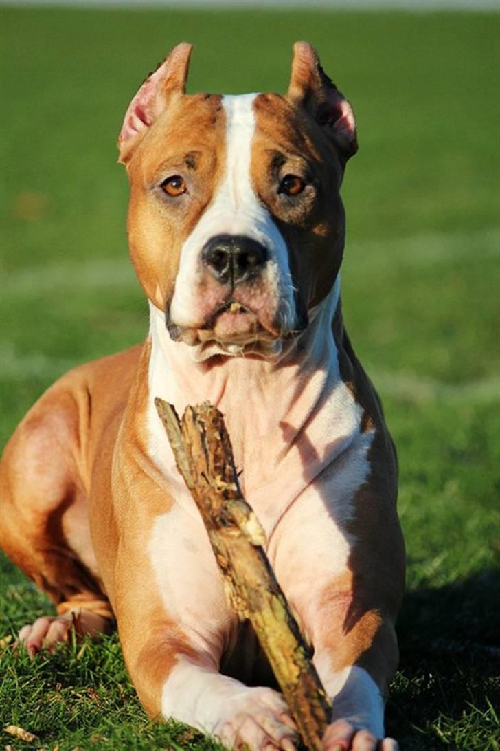 Amerikansk staffordshire terrier *SHADIE* billede 3