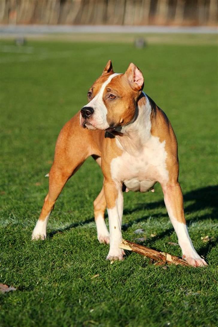 Amerikansk staffordshire terrier *SHADIE* billede 4