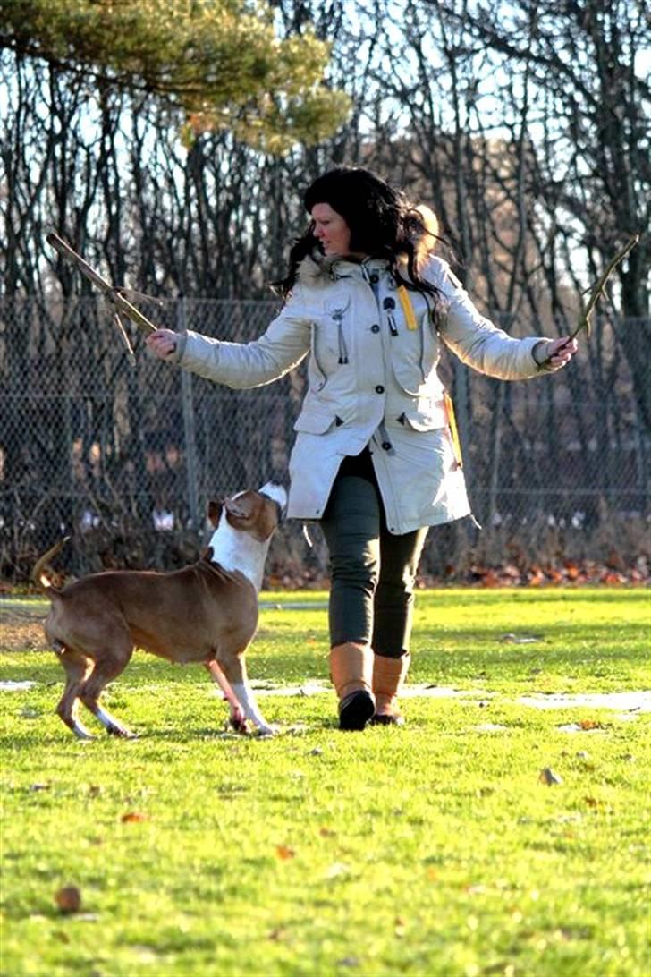 Amerikansk staffordshire terrier *SHADIE* billede 5