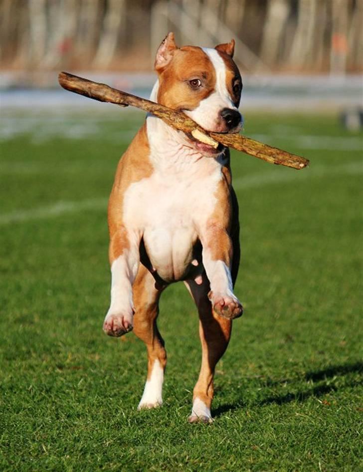 Amerikansk staffordshire terrier *SHADIE* billede 6