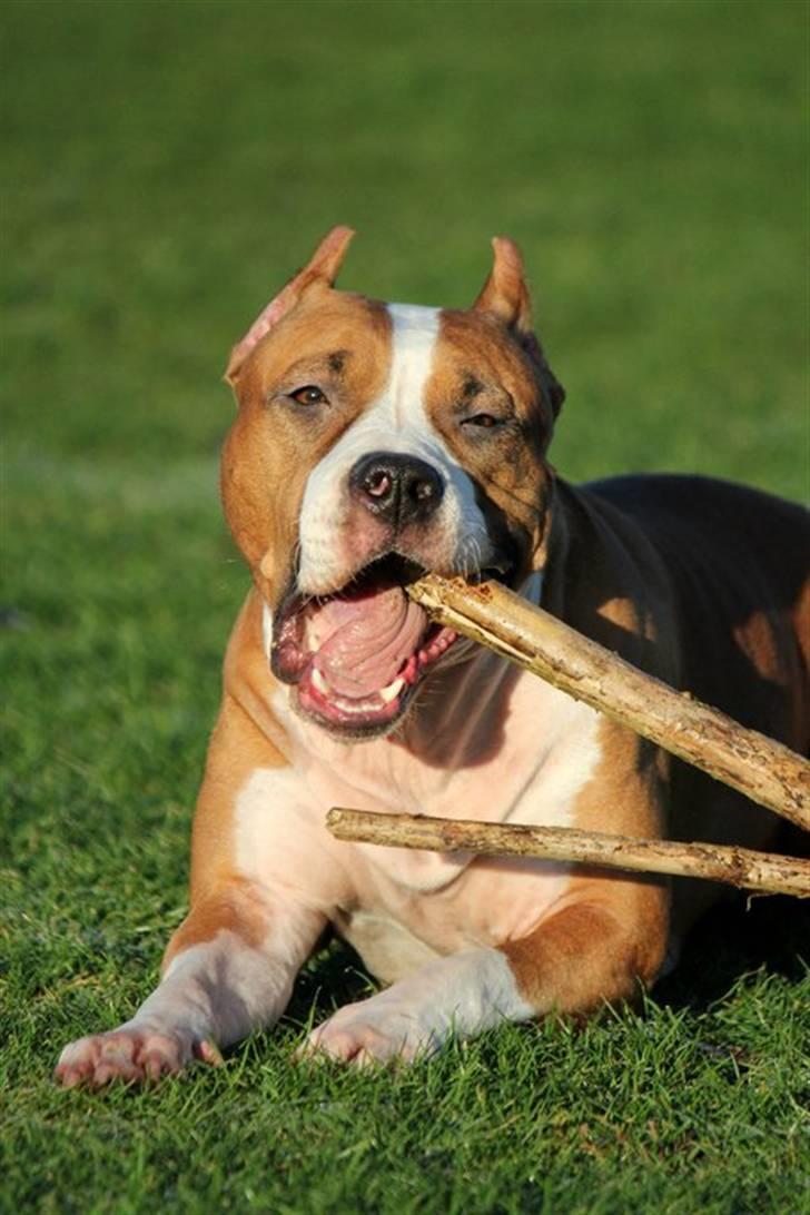 Amerikansk staffordshire terrier *SHADIE* billede 7