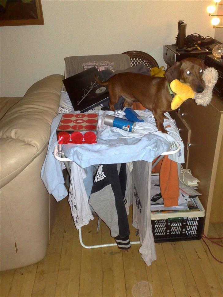 Gravhund Lui - Lui leger cirkusartist som balancekunstner på mors tørrestativ billede 15