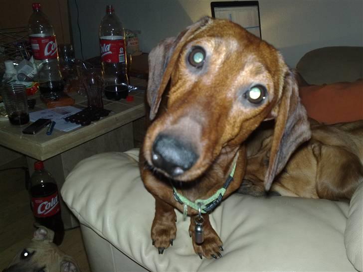 Gravhund Lui - Kalder du på MIG, mor billede 16