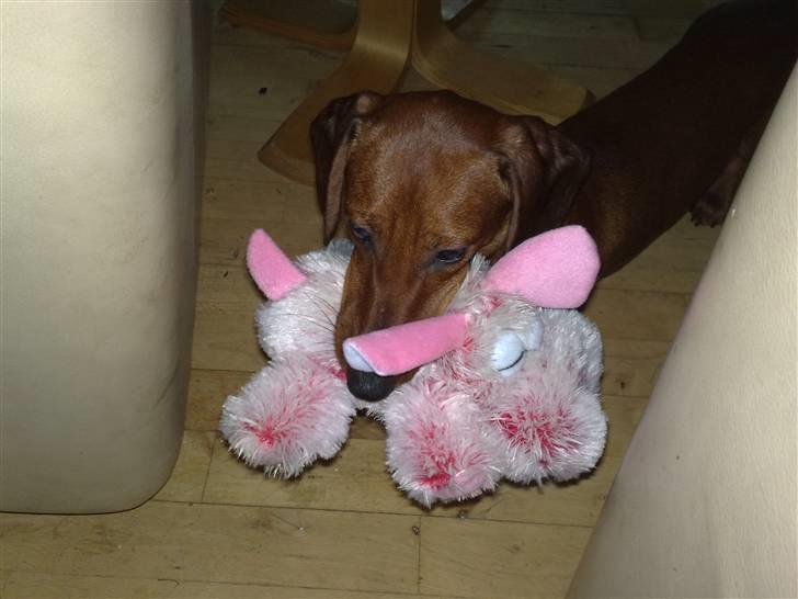 Gravhund Lui - Lui med pivedyr billede 17